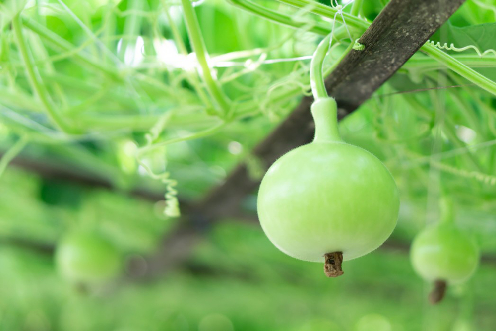 bienfaits de la gourde en bouteille