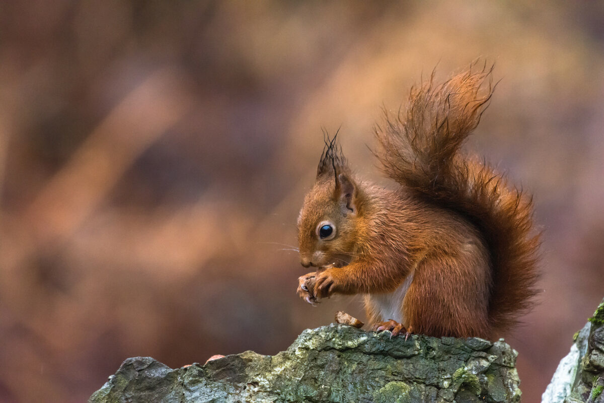écureuil roux