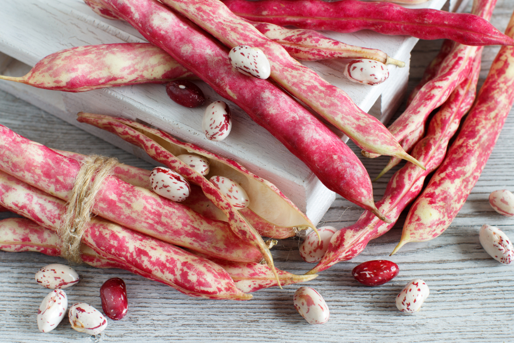 inclure haricots Romano dans l'alimentation