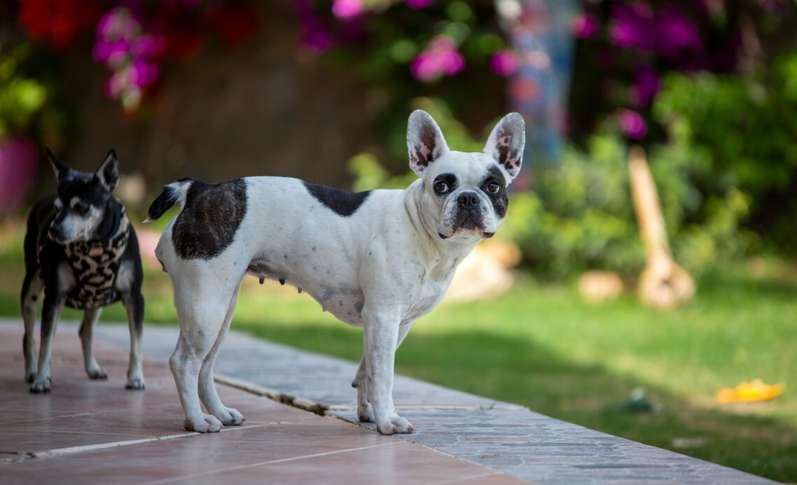 Pet animal. Cute French Bulldog dog.