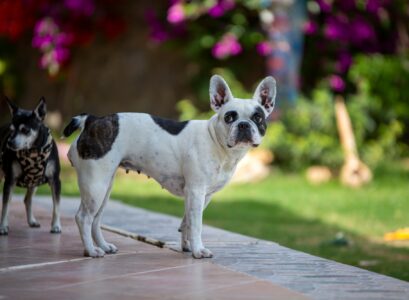 Pet animal. Cute French Bulldog dog.
