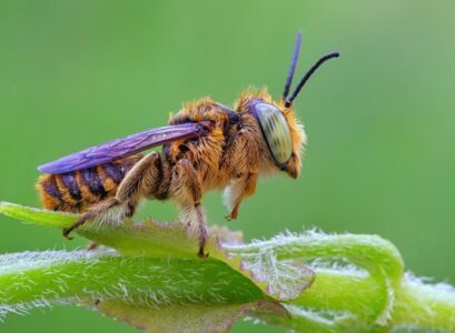 piqûres d'abeilles