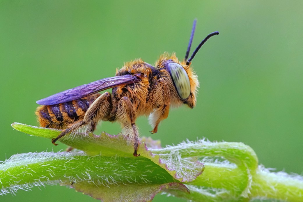 piqûres d'abeilles