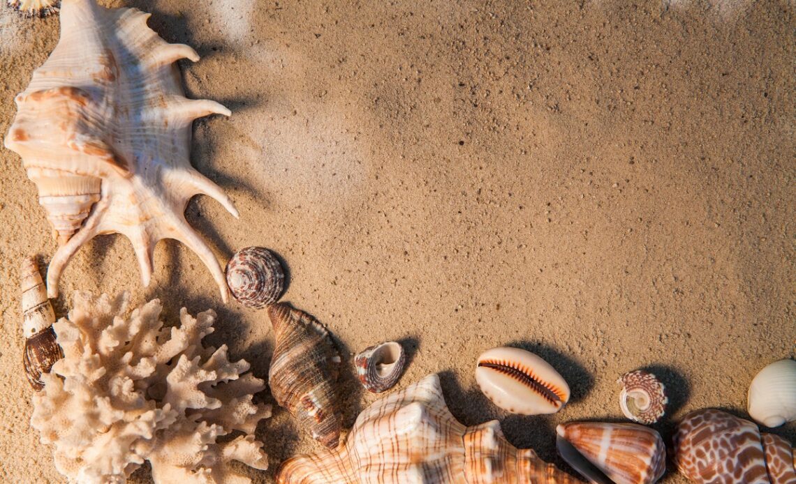 plage coquillage