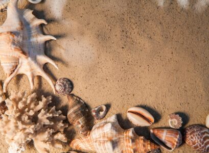 plage coquillage