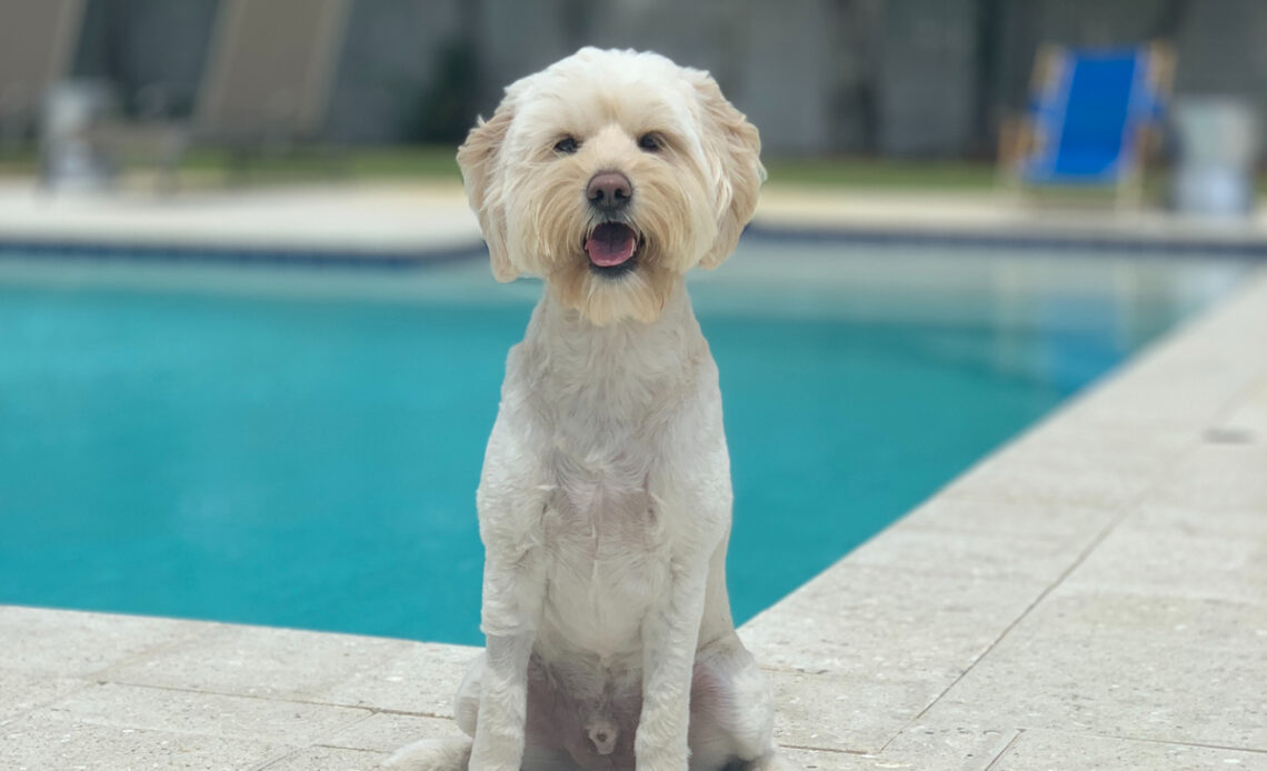 prénom choisir pour un chiot