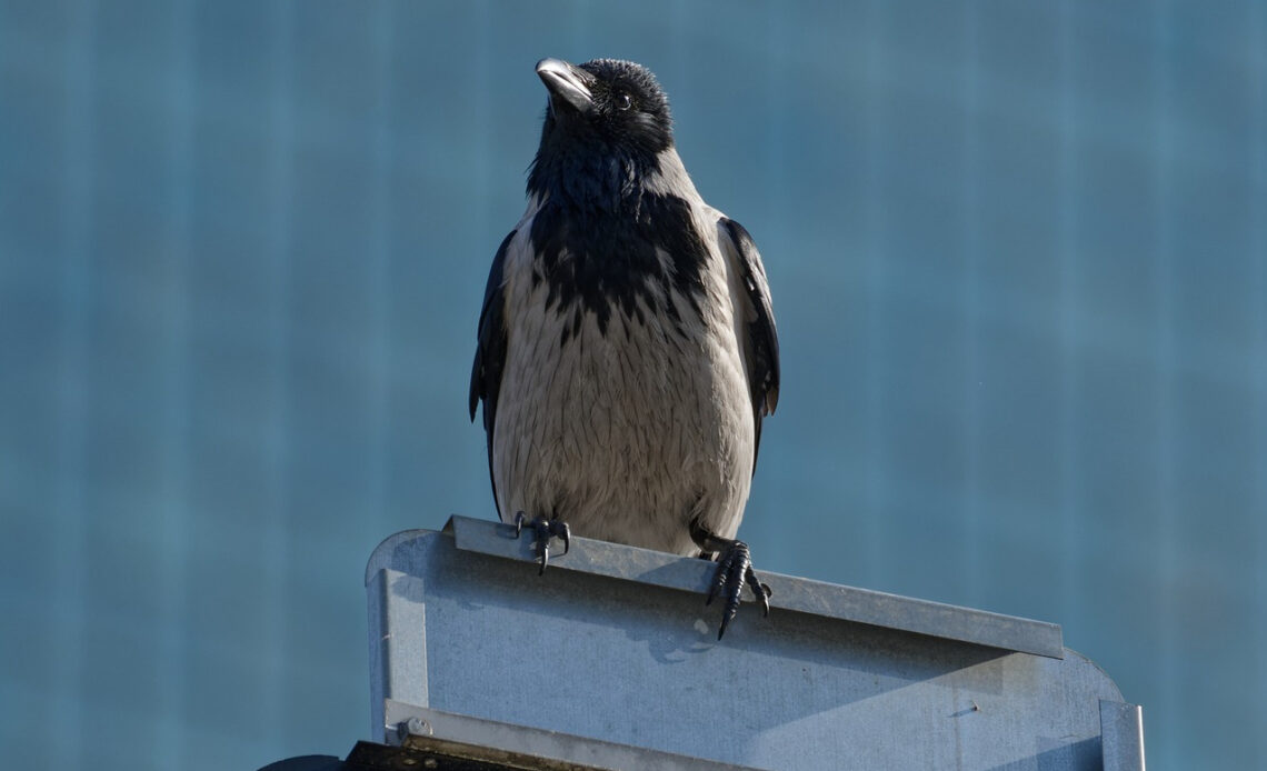 présage oiseau