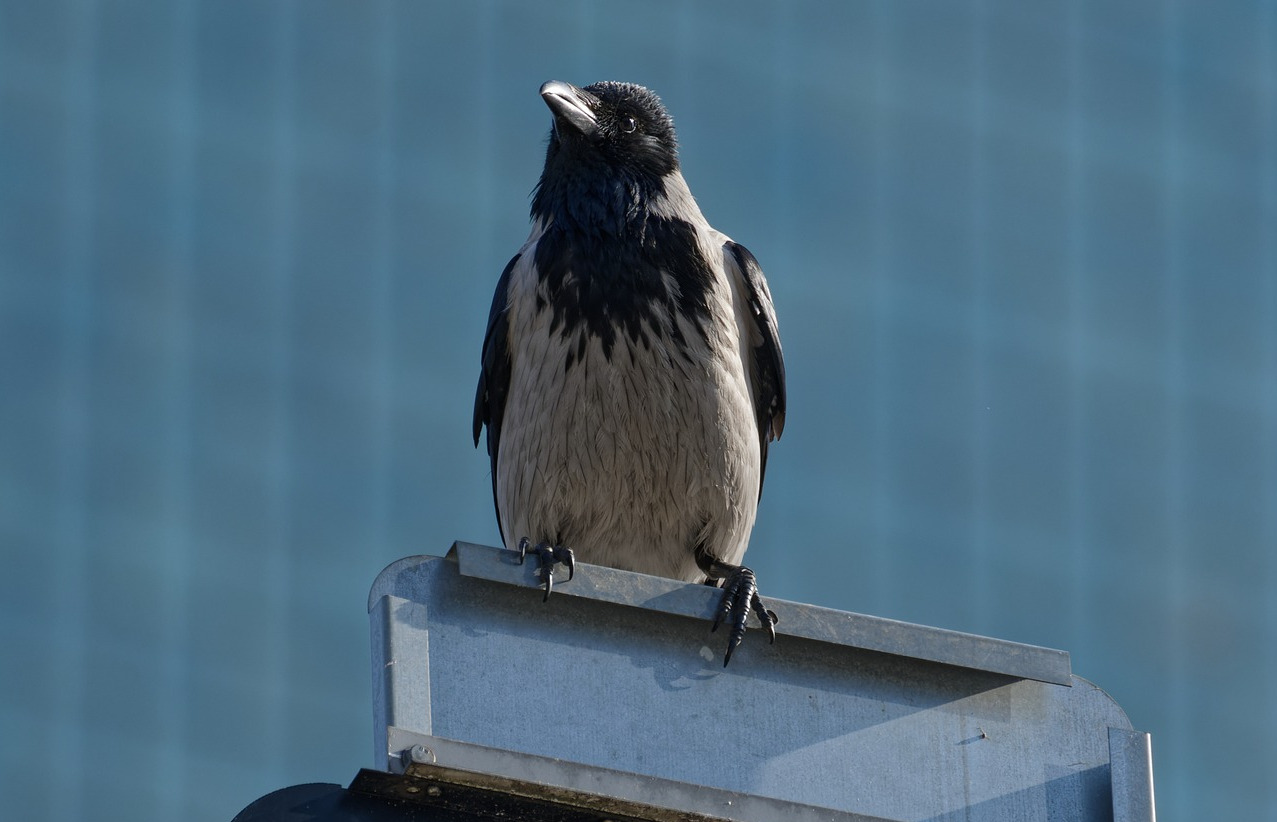 Quel présage quand un oiseau rentre dans une maison