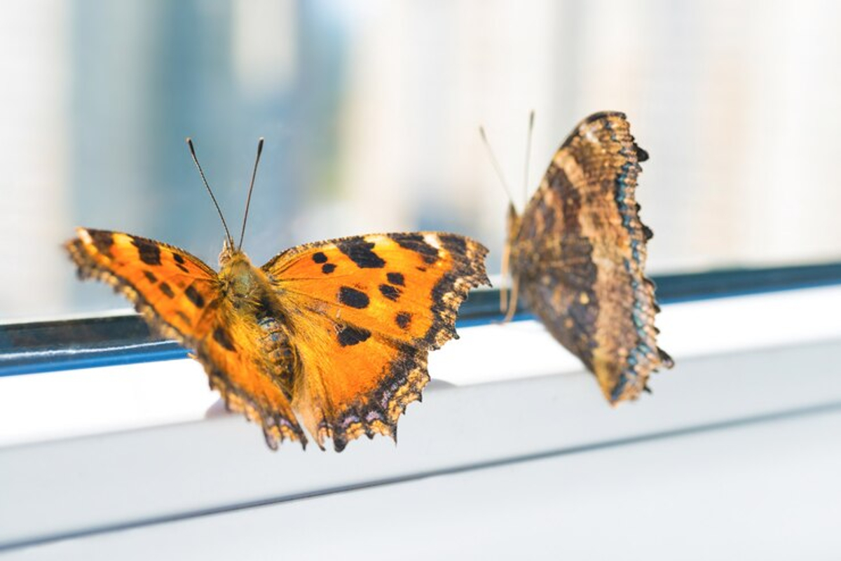 Papillon Marron Dans La Maison Signification Quelle est la signification d'un papillon qui rentre dans une maison