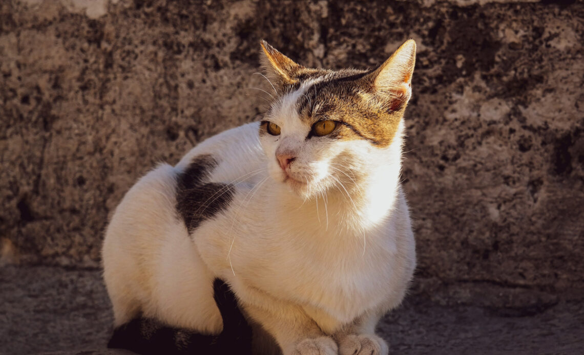 stérilisation d’un chat ou chien