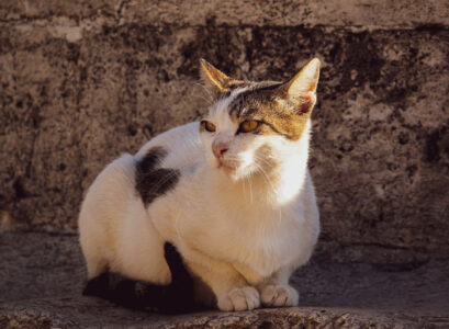 stérilisation d’un chat ou chien