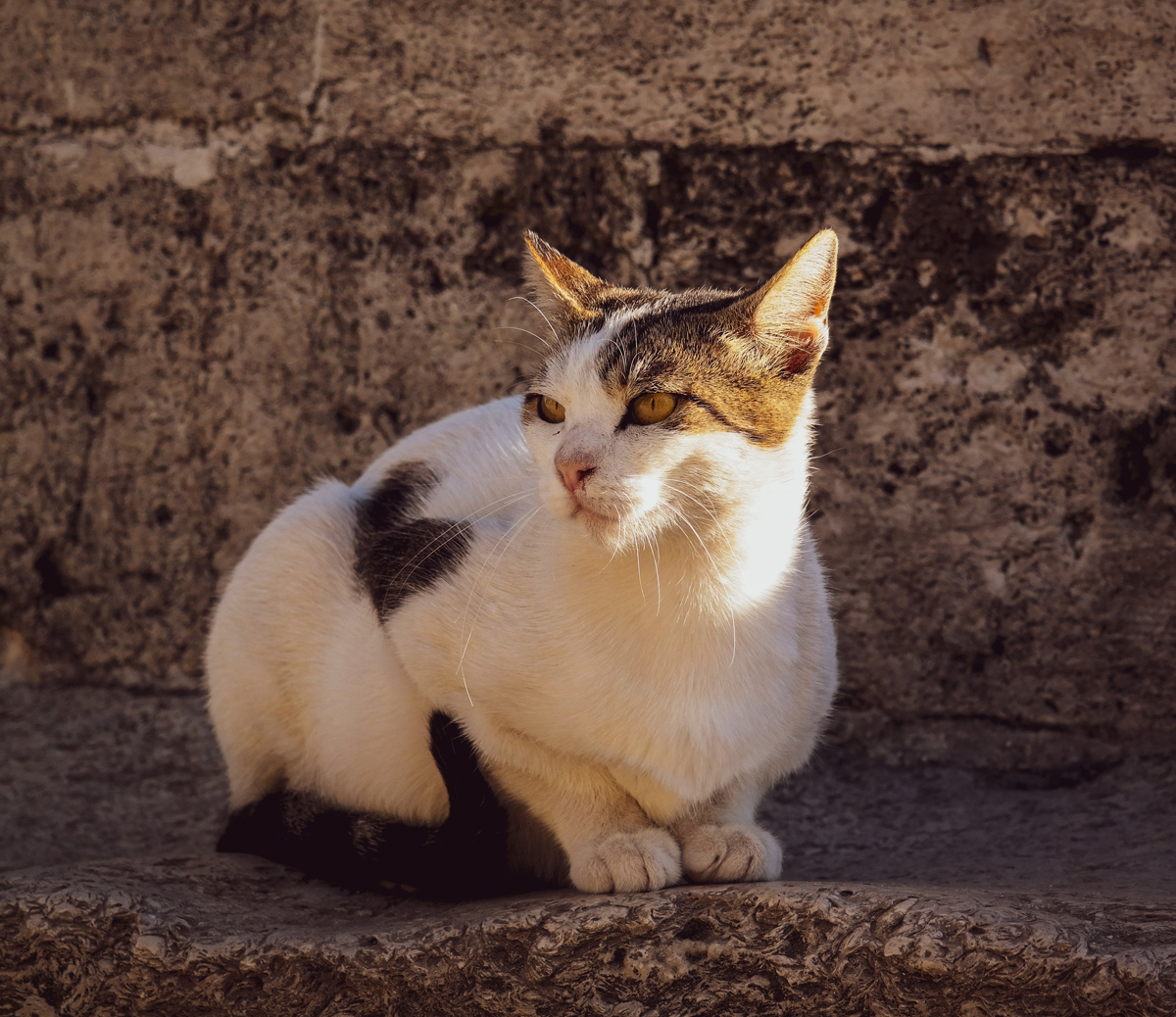 stérilisation d’un chat ou chien
