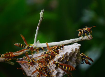 tuer des frelons naturellement