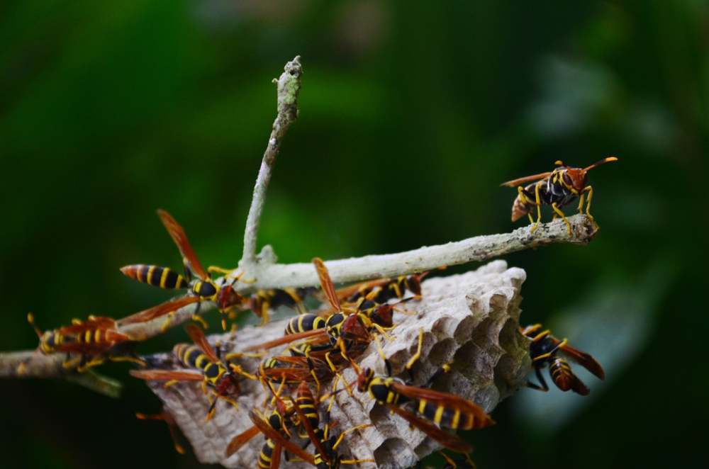 tuer des frelons naturellement